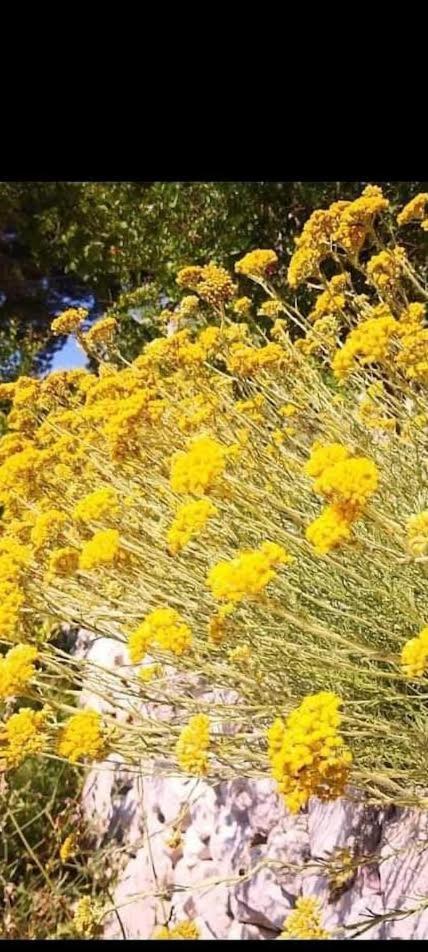 Apartman Milanko Muskovci Dış mekan fotoğraf